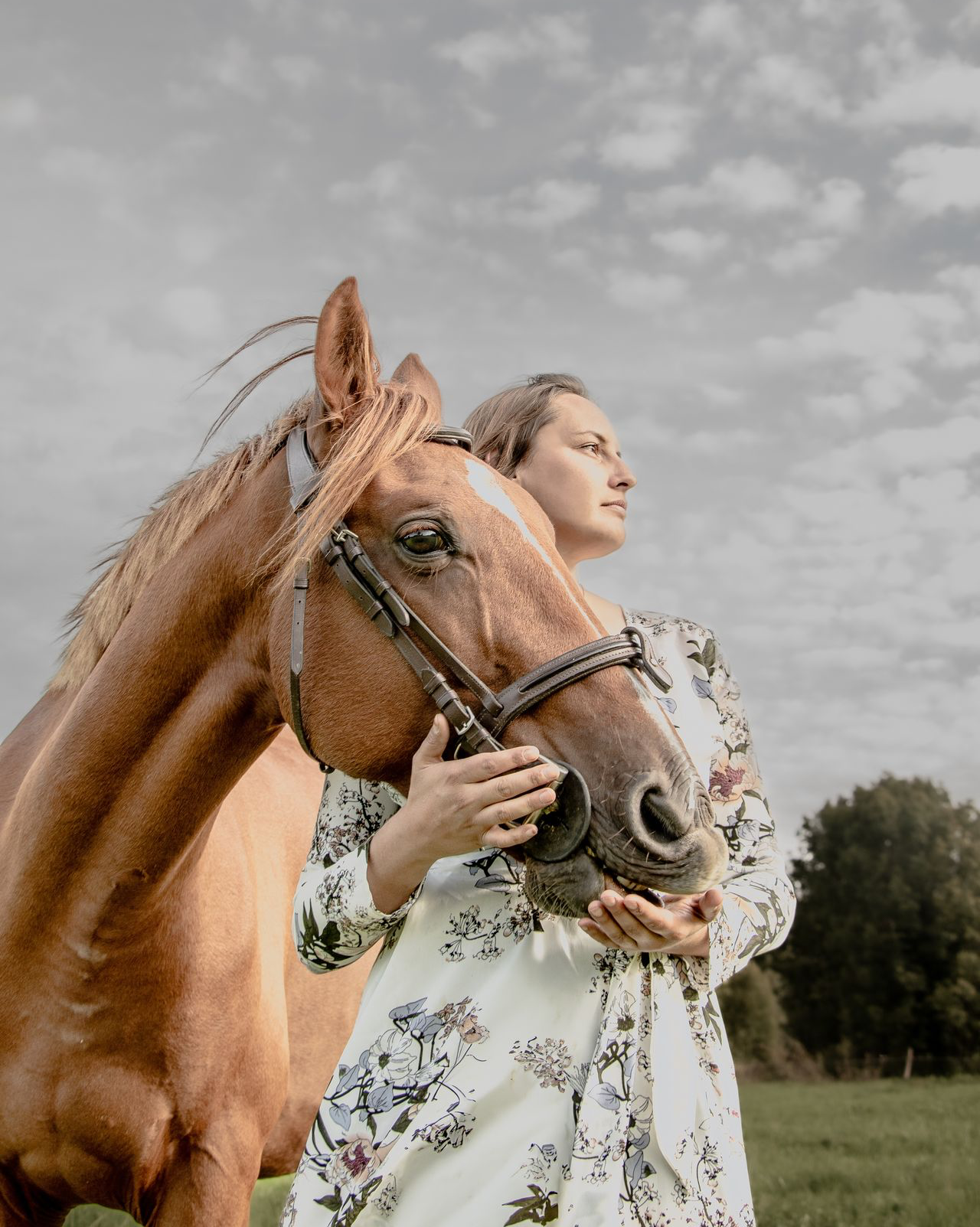 portrait artistique équin Tarbes